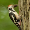 Strakapoud prostredni - Dendrocopos medius - Middle Spotted Woodpecker 4623